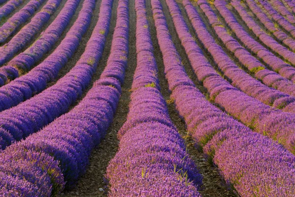 France, Provence Region Orderly rows of lavender art print by Jim Zuckerman for $57.95 CAD